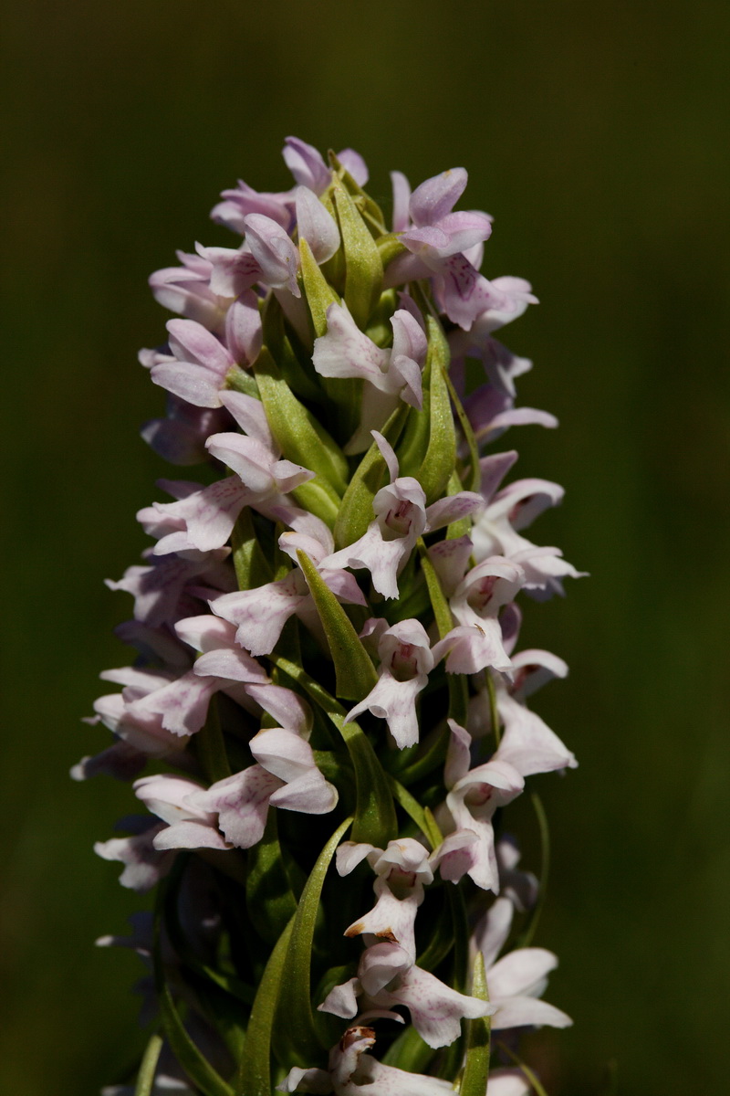  Gøgeurt Dactylorhiza