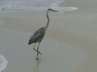 Beach Buddy Orange Beach, Ala. SEEB.JPG