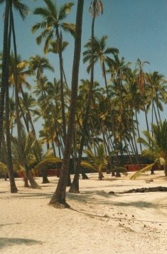 2003 Hawaii Palms on the Beach PS.jpg
