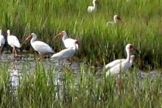 Pinckney Island National Wildlife Reserve DPW.JPG