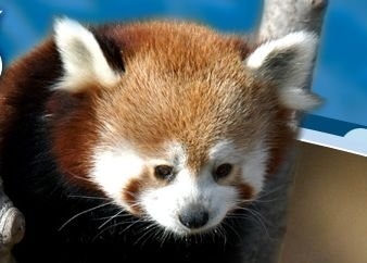 Red Panda DPW.JPG