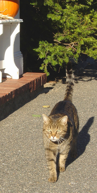 rocky the tabby
