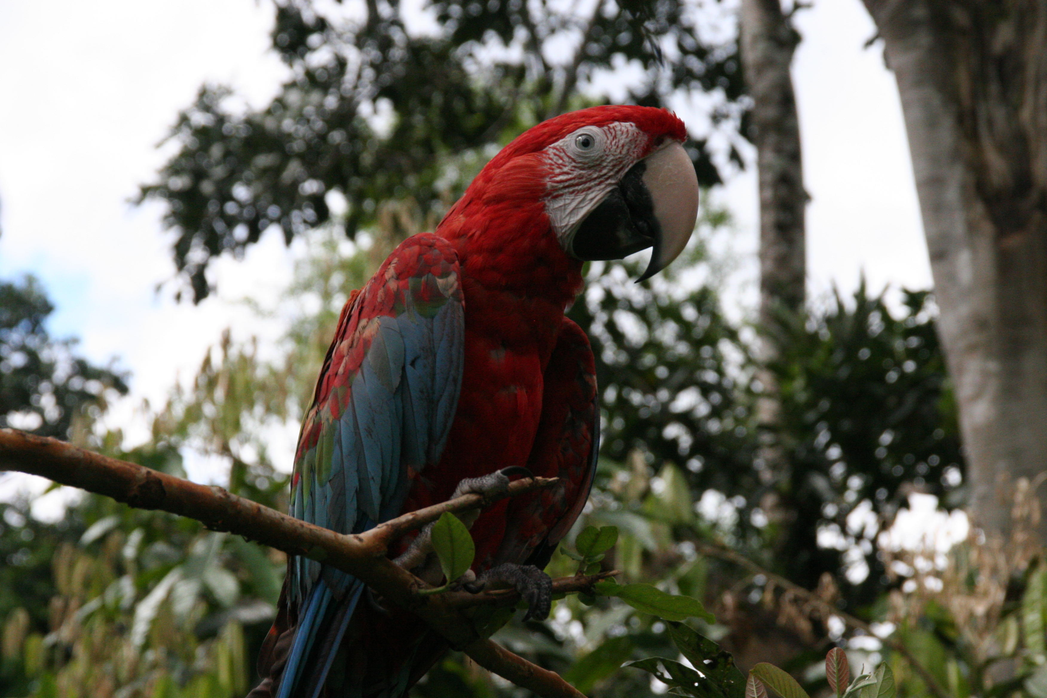 Macaws are the largest birds in the parrot family