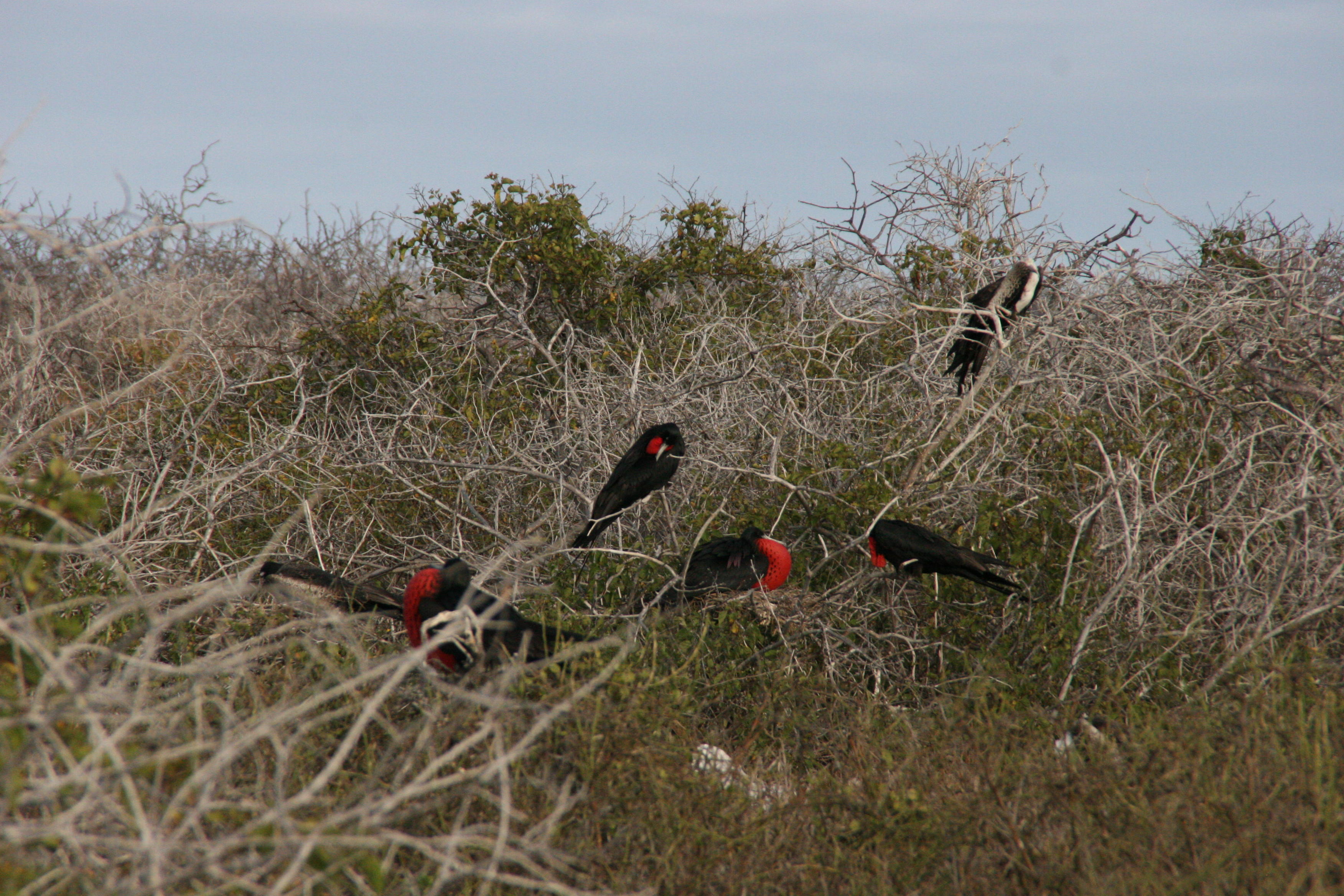 frigatebirds colony