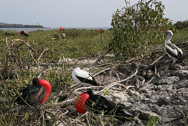 frigatebirds nesting