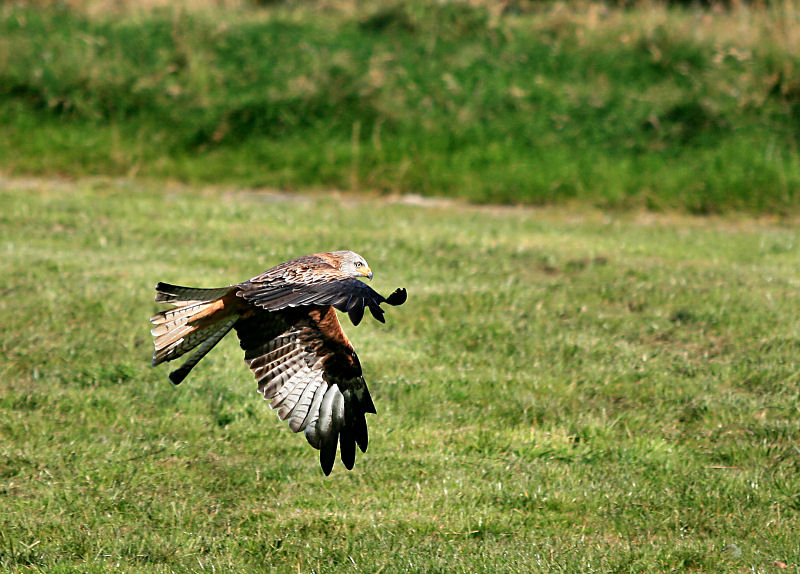Red Kite.