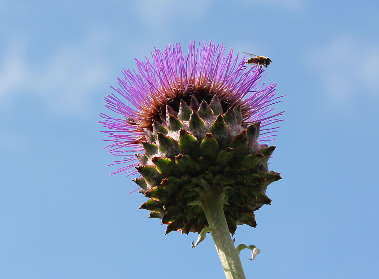 Globe Artichoke.