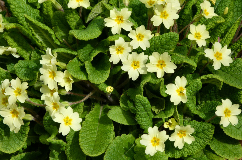 Primroses