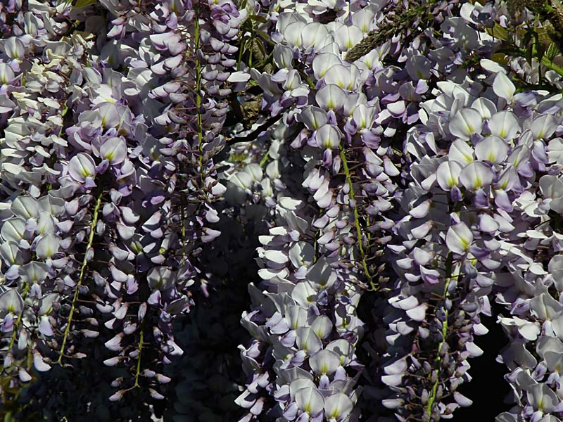 Wisteria 1.jpg