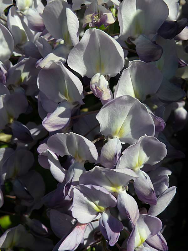 Wisteria 2.jpg