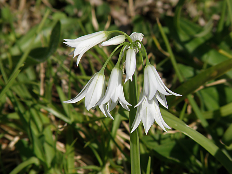 Wild Onion.jpg