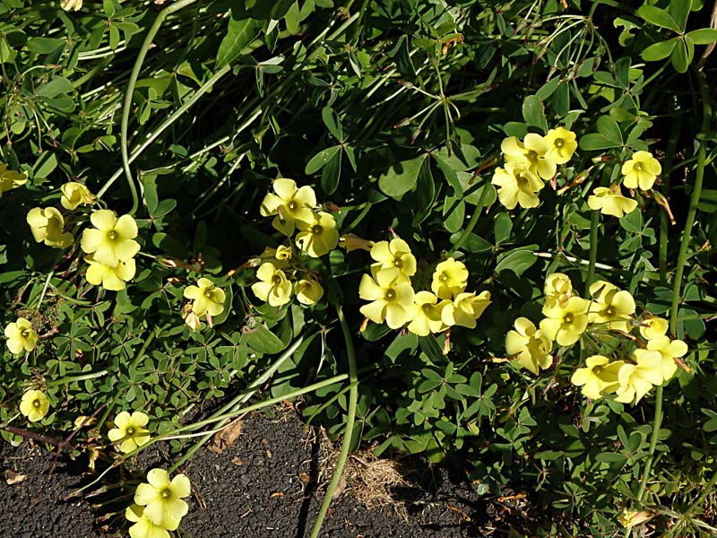 Oxalis 1.jpg