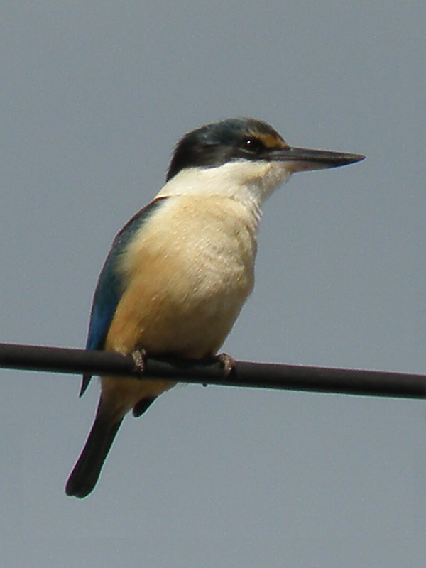 Kingfisher 2.jpg