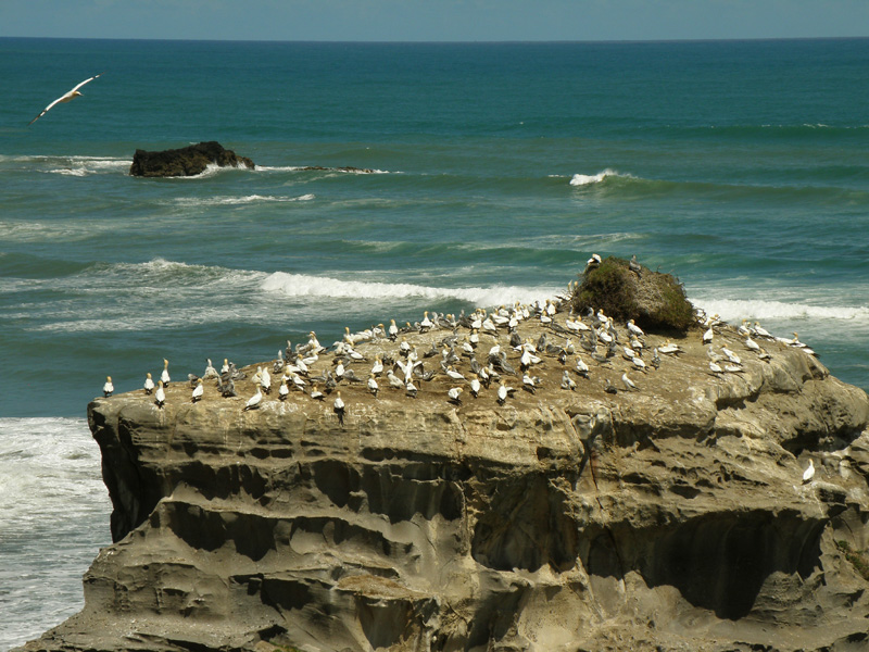 Gannet Colony 09.jpg