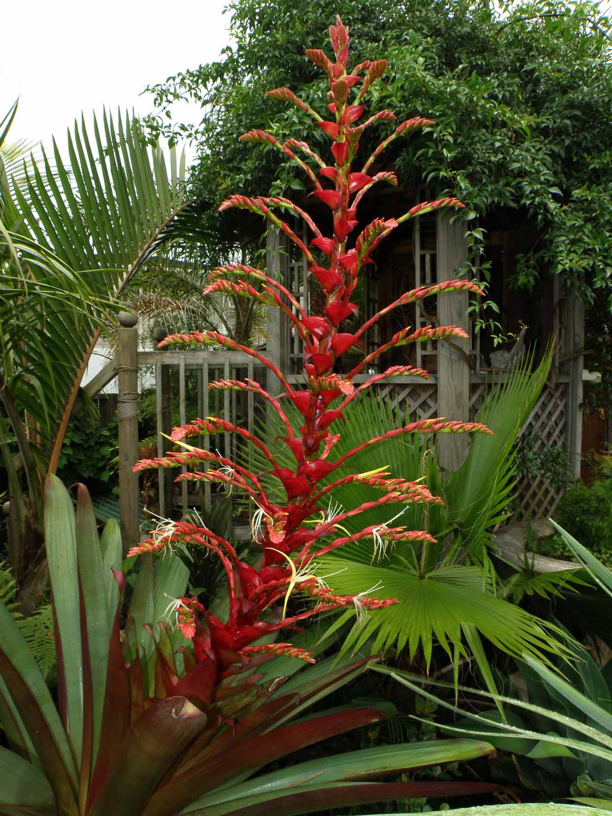 Imperial Bromeliad