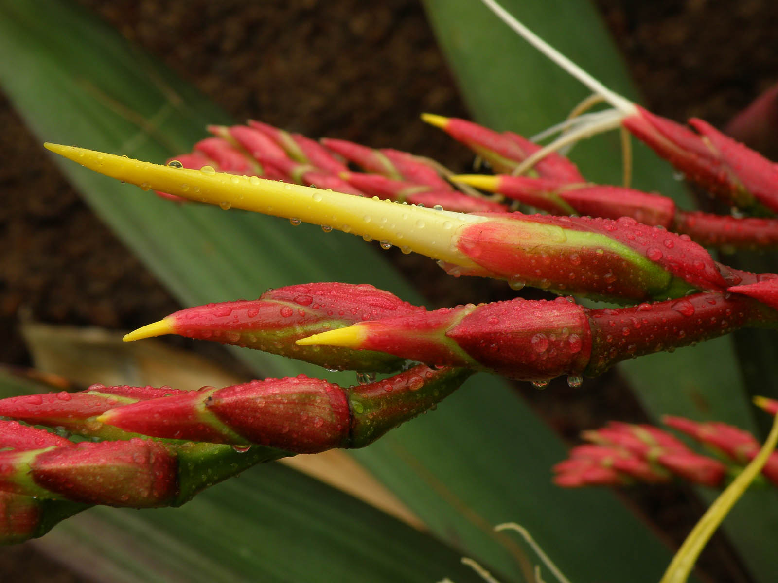 Imperial Bromeliad