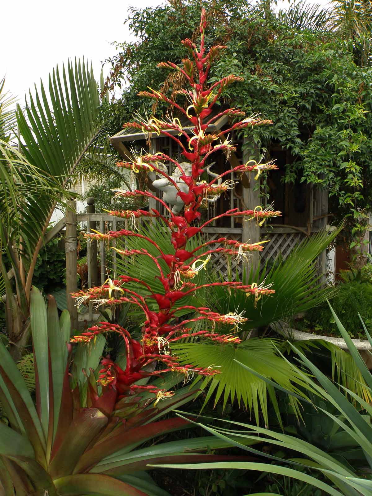 Imperial Bromeliad