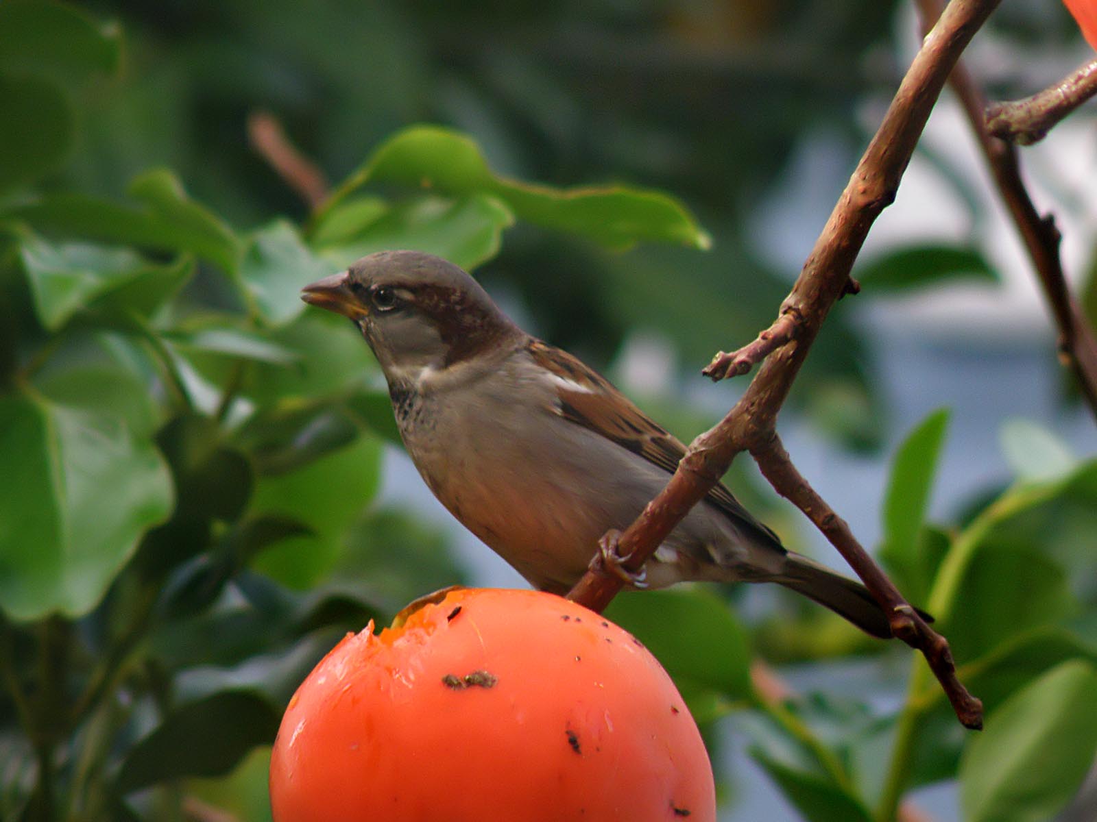 Sparrow 2