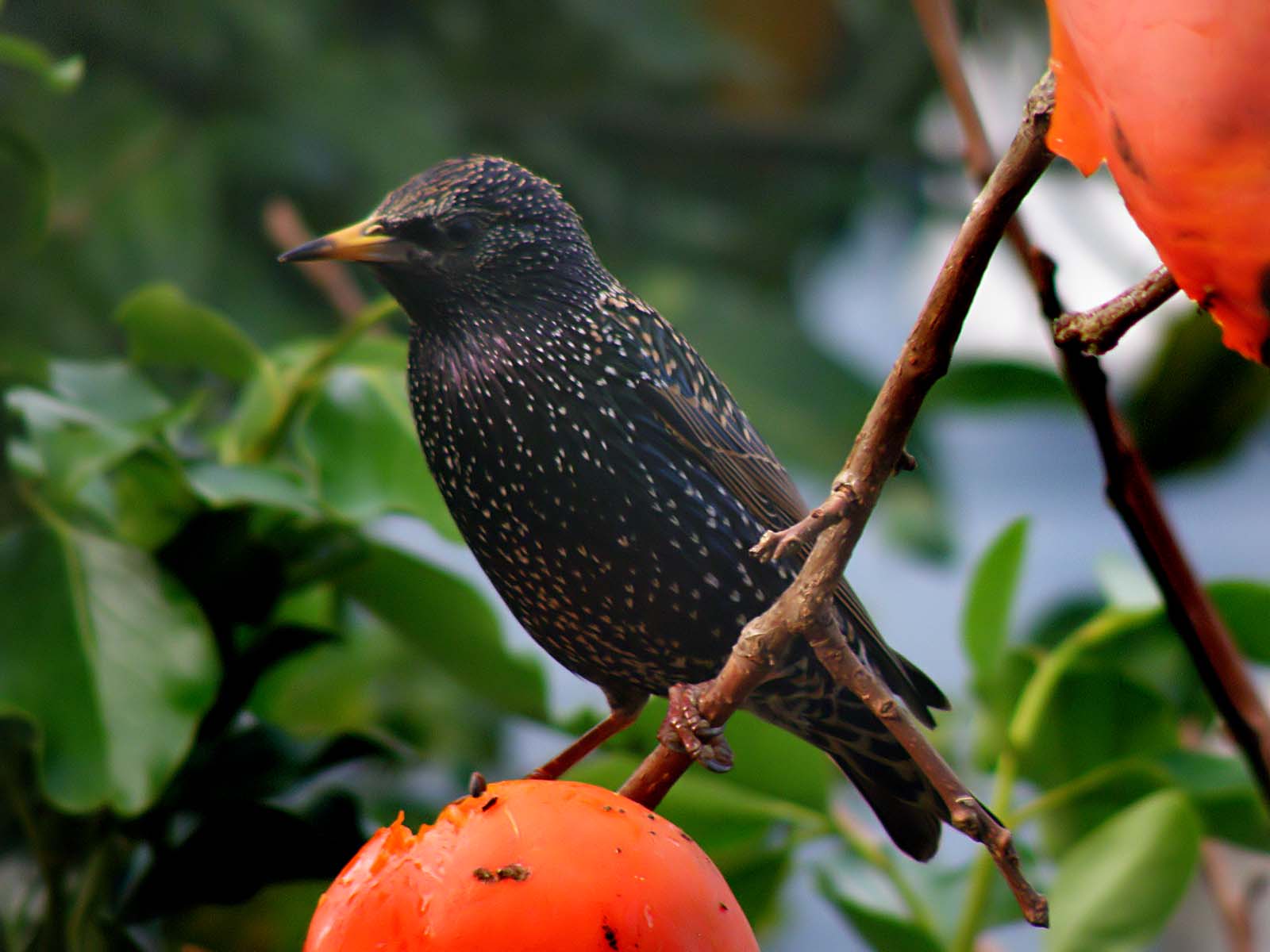 Starling 7