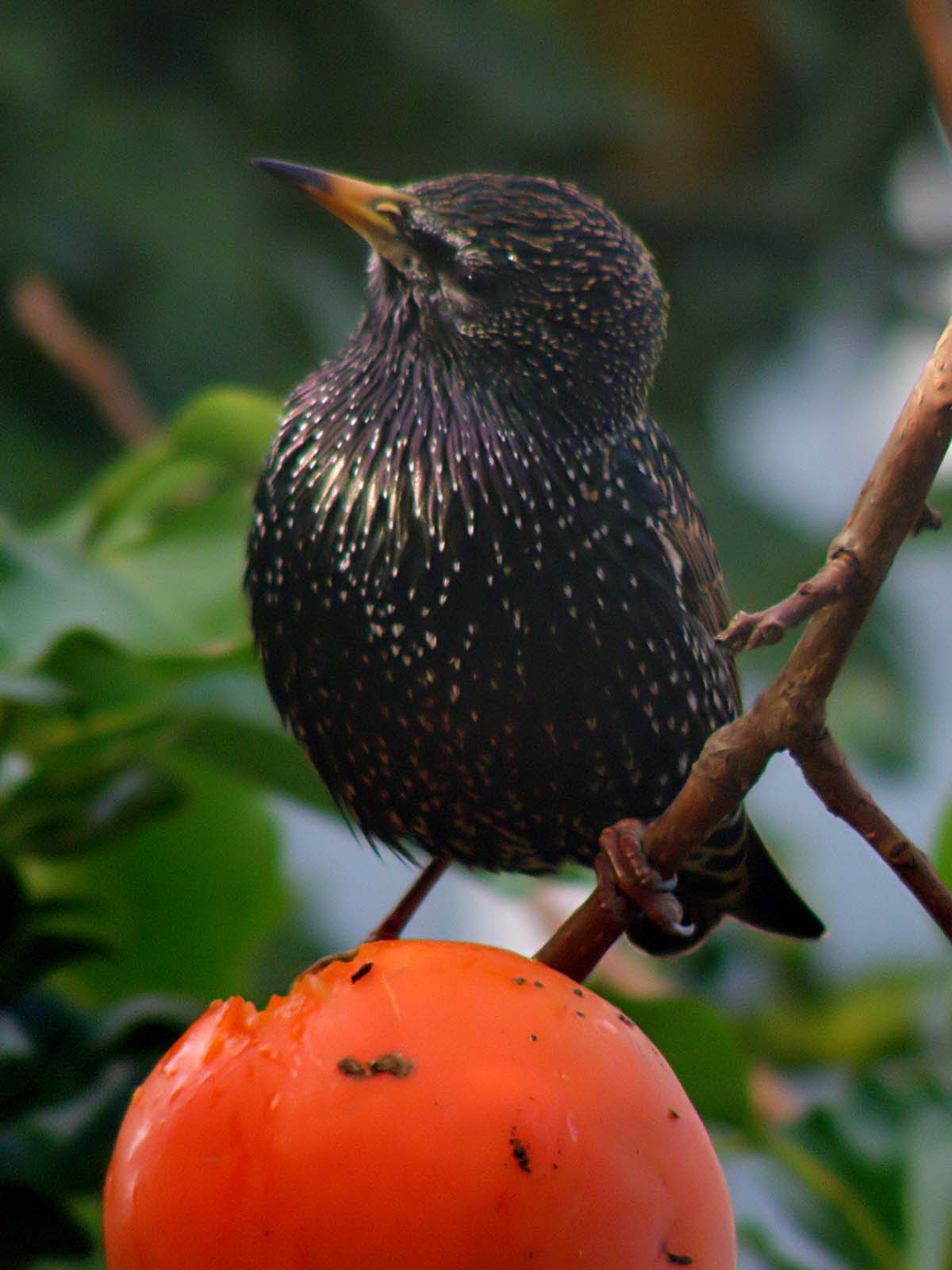 Starling 8