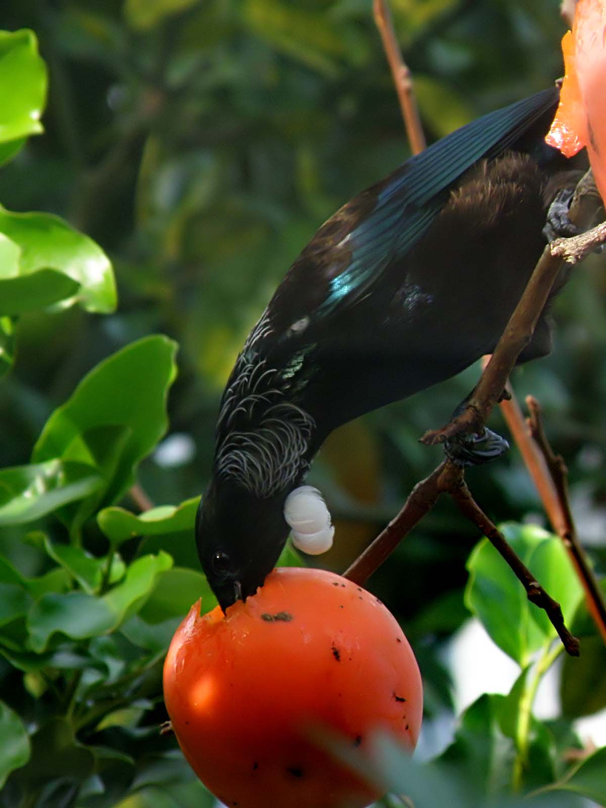 Tui Parson Bird 5