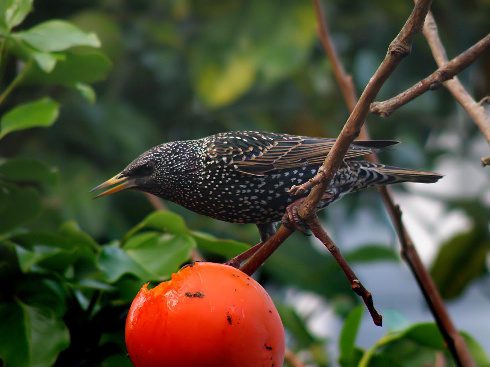 Starling 21
