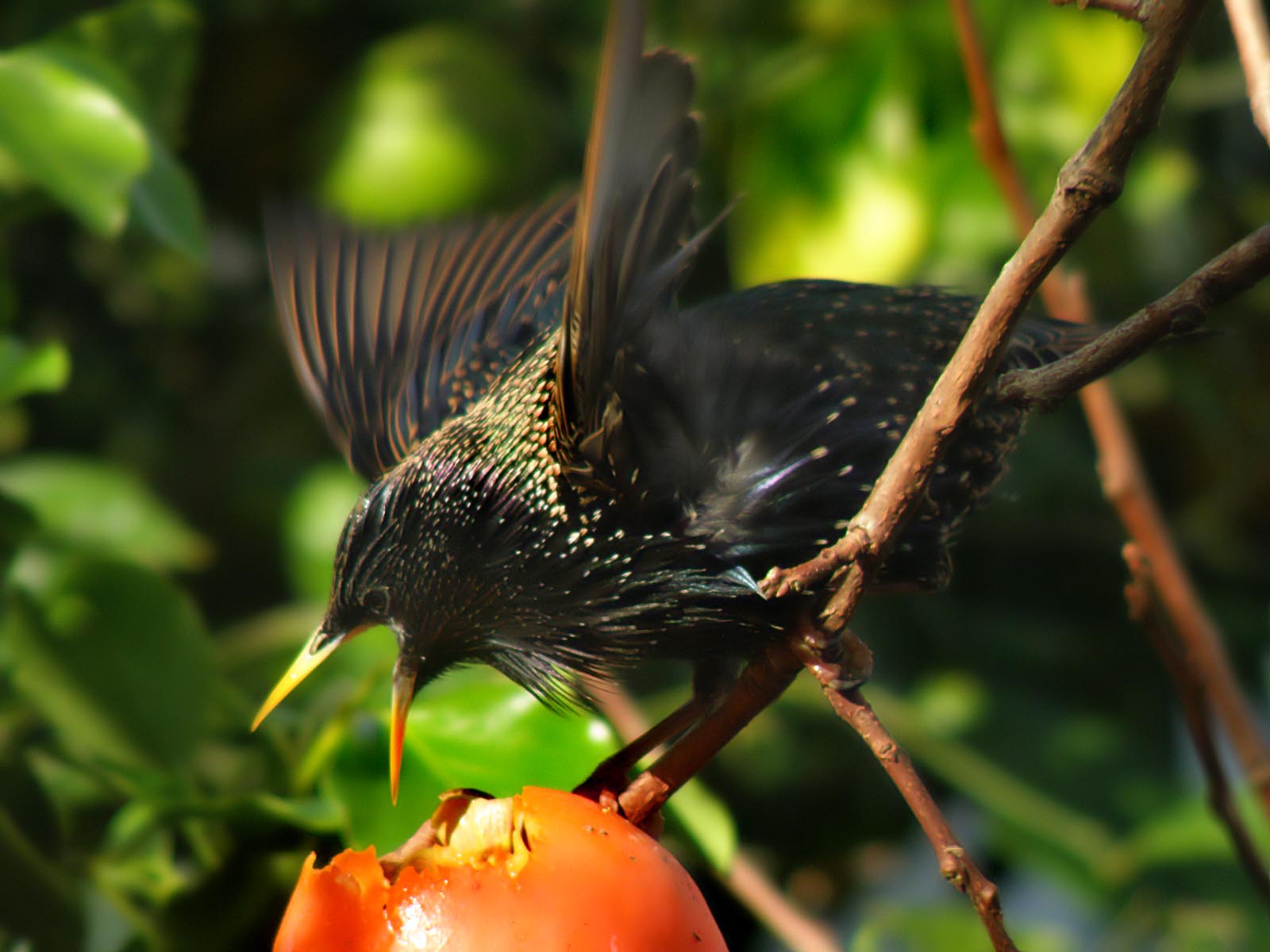 Starling 23