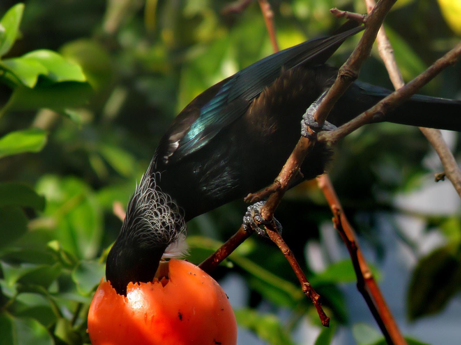 Tui Parson Bird 7