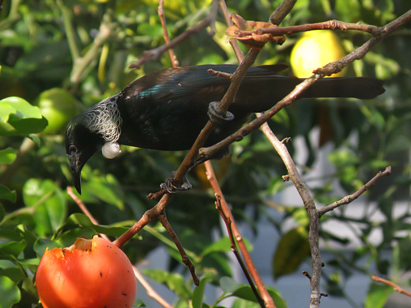 Tui Parson Bird 11