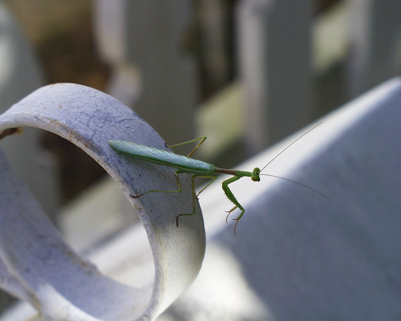 Praying Mantis