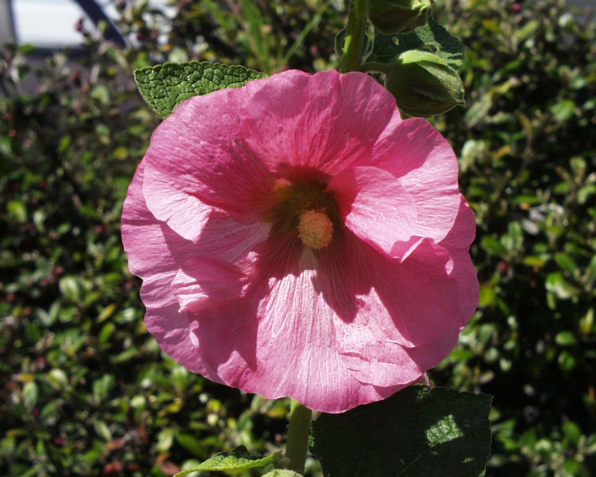 Hollyhocks