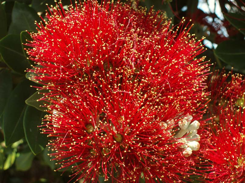 Pohutukawa 2.jpg