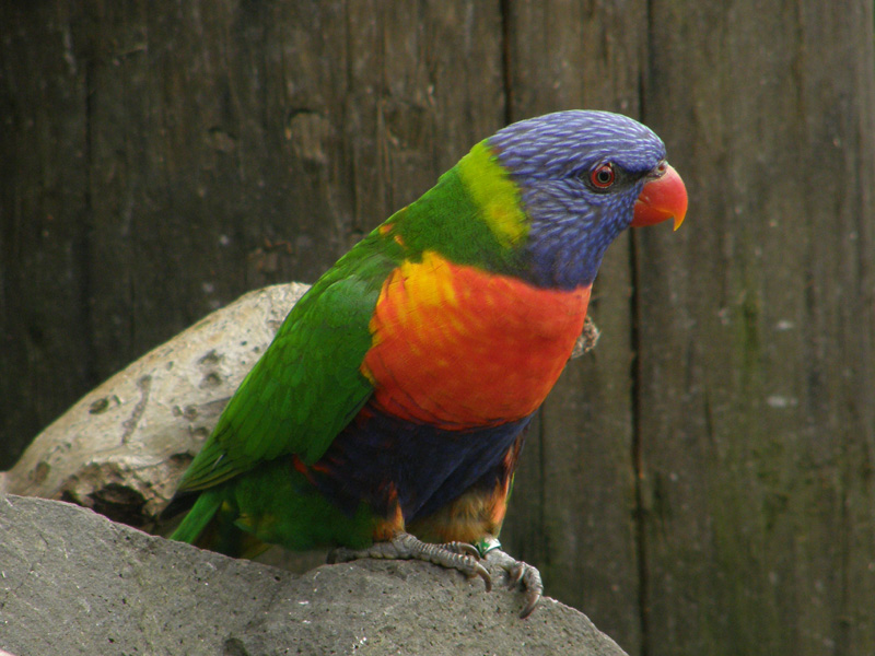 Rainbow Lorikeet.jpg