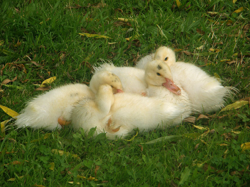 Ducklings.jpg