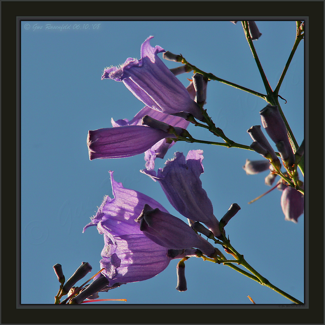 Bells & Lanterns ~ Jacaranda In Spring