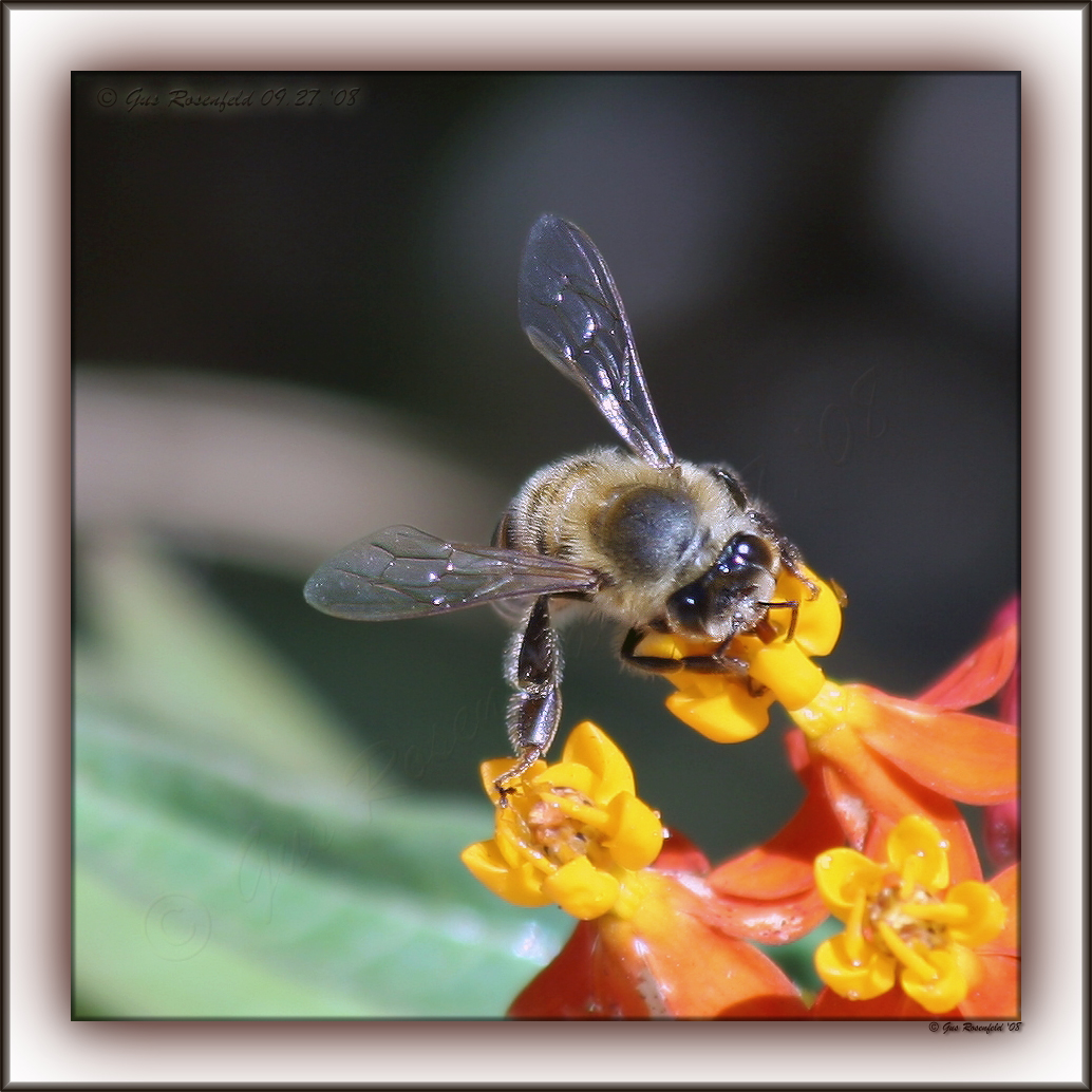 Between The Path & The Gutter ~ The Struggle For Nectar