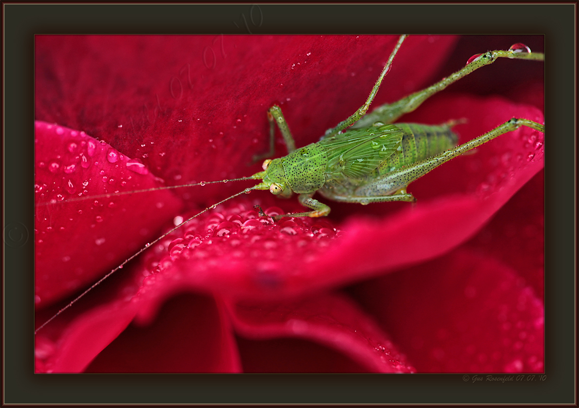Wheres My Starbucks Gus? Katy - did get a little grumpy during morning-dew shoots, but Katydid dew ;-)