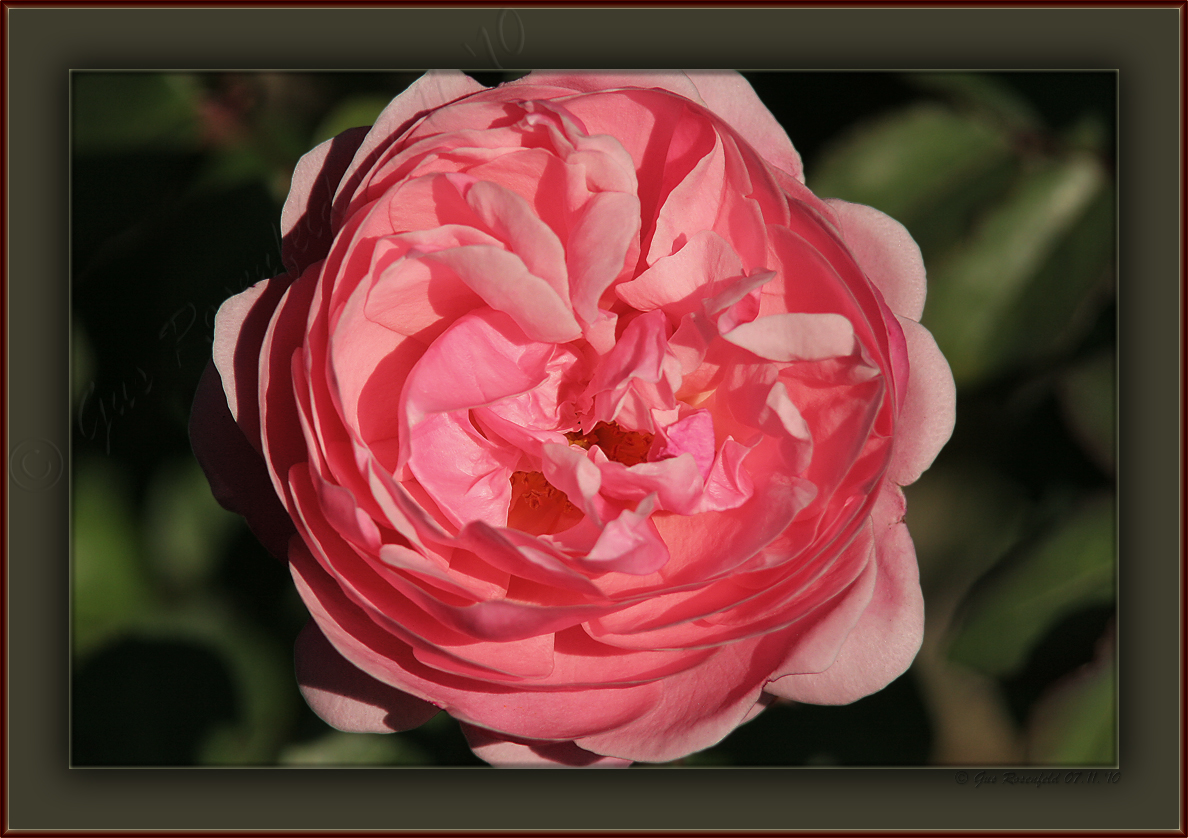 Like A Dairy Queen Strawberry Swirl