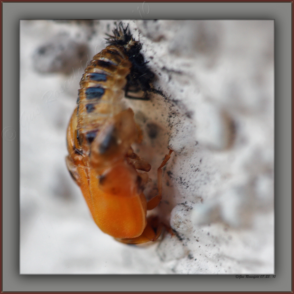 Just Twenty Seconds And An Eighth Inch Into Life As A Lady Bug - Next Image 1/2 Hour Later