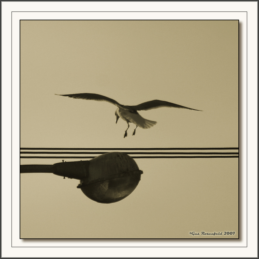 Urban Flight