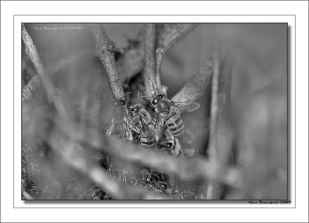 A Birds Eye View Into A Bee Hives Queue