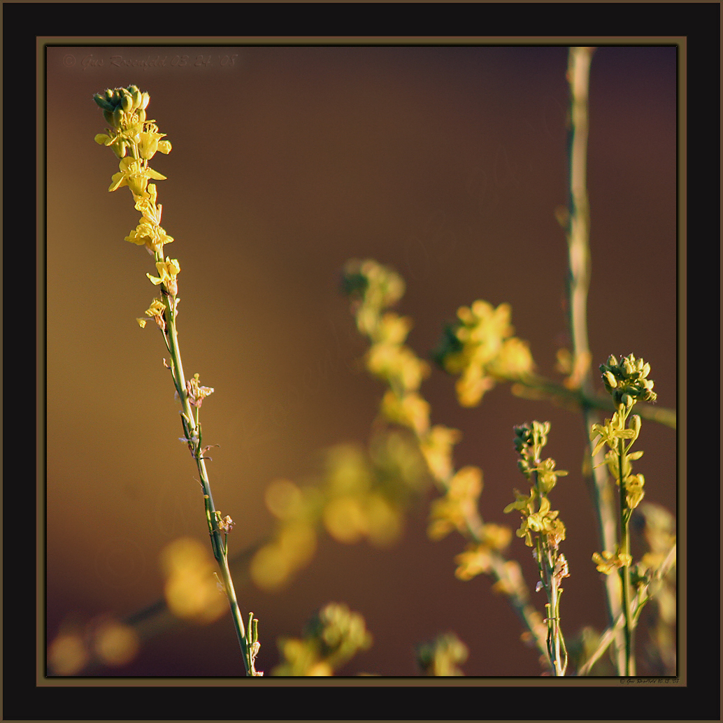Commonly Called Wild Mustard<br>I believe Hedge Mustard Is Proper