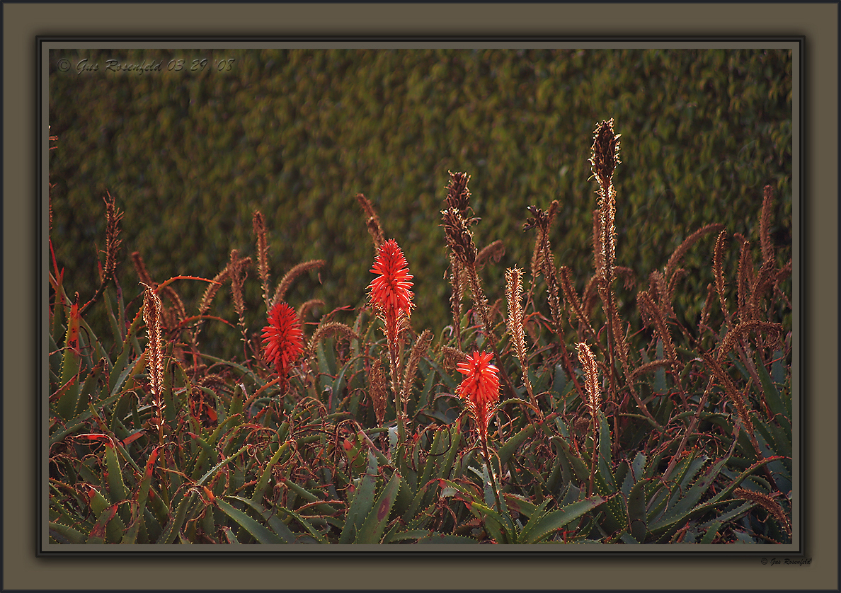 In-Light-Meant, Only For Aloe -<br>Will Steal & Return Your Breath;<br>But, Keep Your Words
