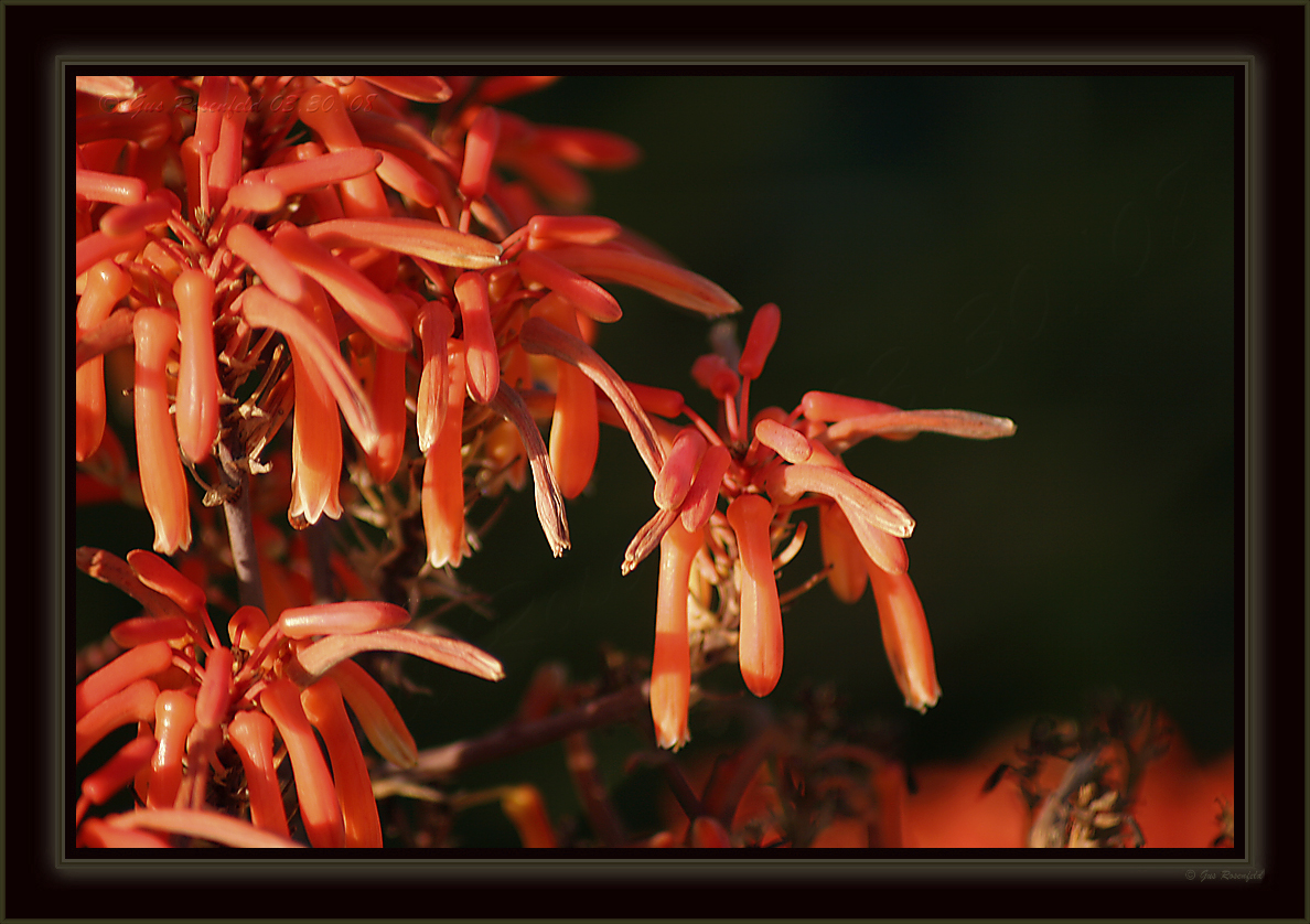  En Fuego Too - Aloe