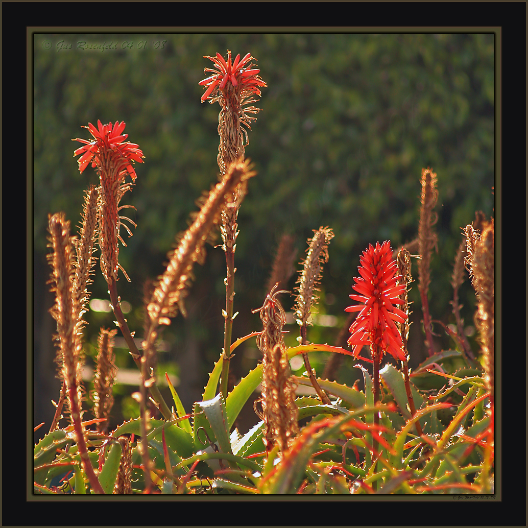 Aloe In Its Crimson-Coral Spring-Time Glory