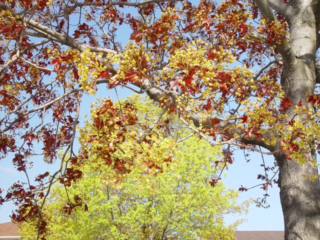 Pring_Maple leaf in bloom_DSC09896.jpg