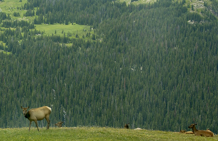 More elk