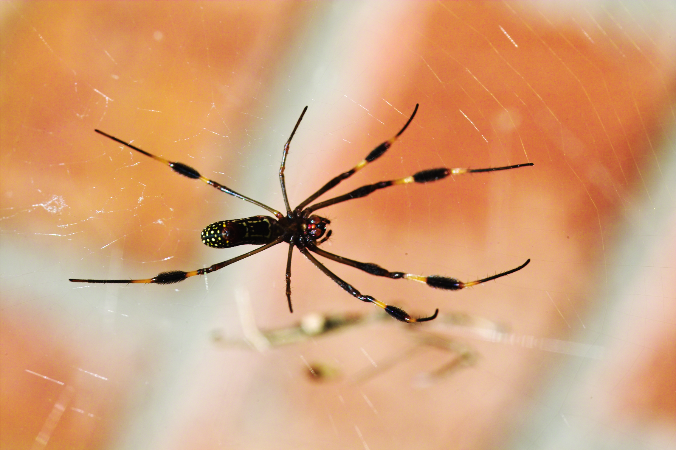 Spider - Spinnerette