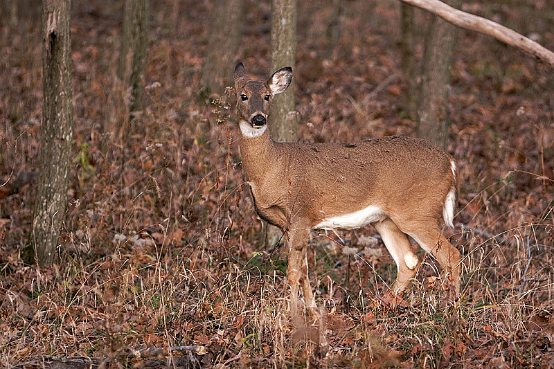 IMG_6720 copy.jpg