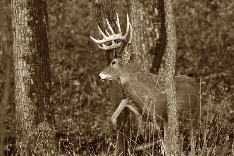 IMG_7731 copy.jpg